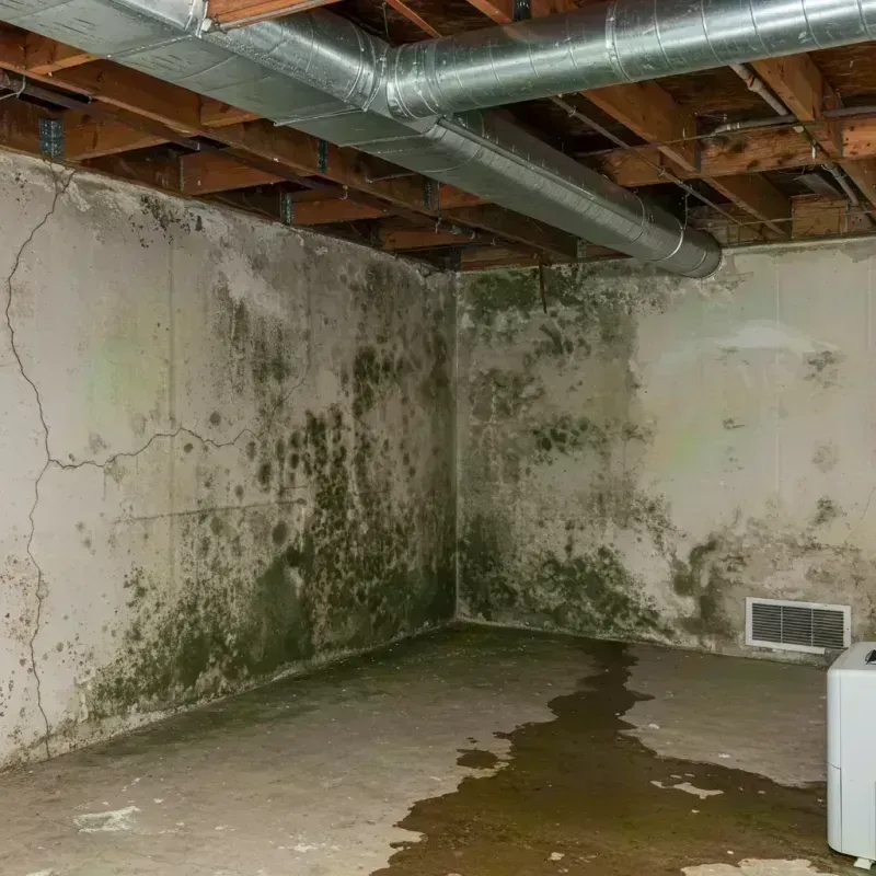 Professional Mold Removal in Weedpatch, CA